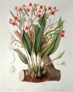 Orkidé: Diothonca imbricata och Maxillaria elfenben från 